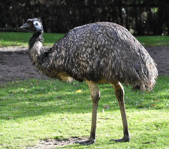 File:Emu.jpg