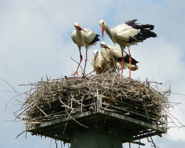 File:White Stork Family.jpg