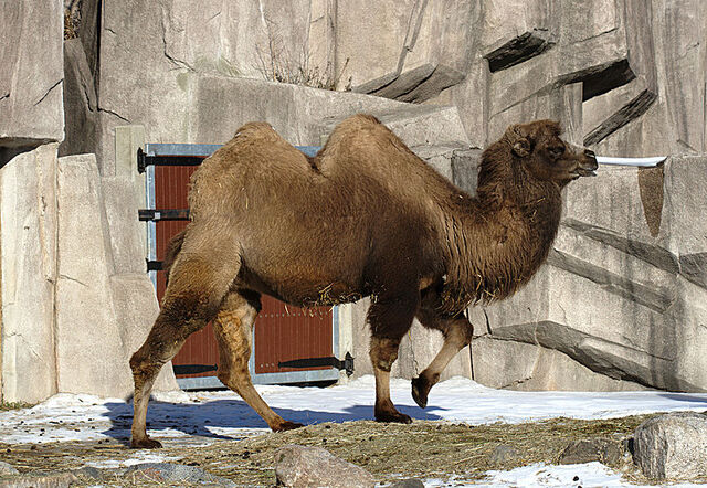 File:Camel.jpg