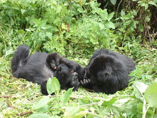 File:Gorillas.jpg