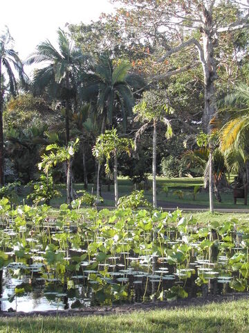 File:450px-Pamplemousses.jpg