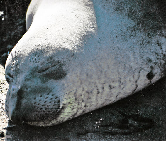 File:Elephant Seal.jpg