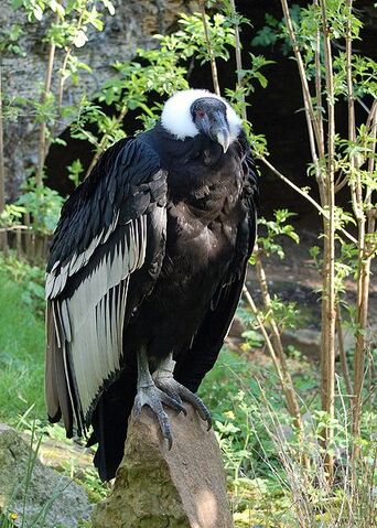 File:Condor.jpg