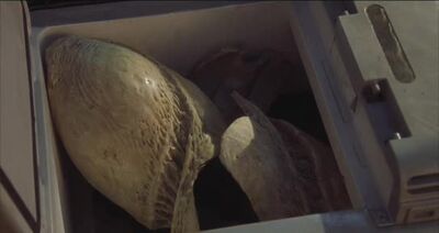 Graboid Egg (8)