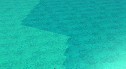 DeepSeaRegretCompare