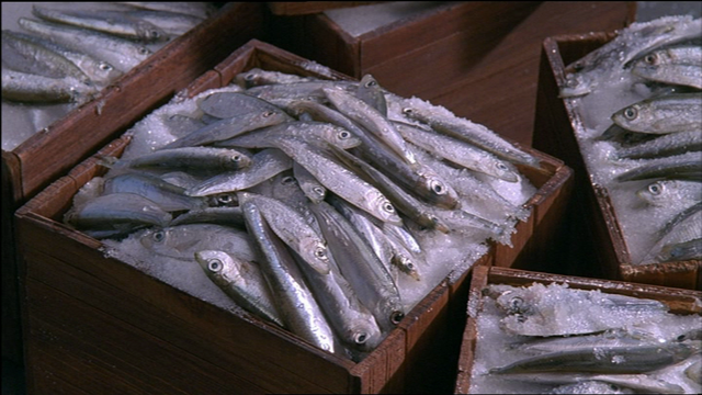 File:SomethingFishy21.png