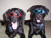 Bear & Avery