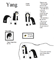 Profile - Yang