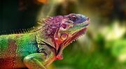 Lizards