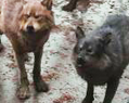 TheWolfPackBD1