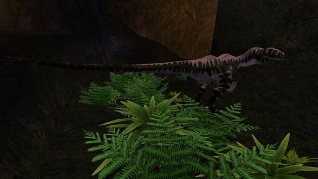 File:Animalia (245).jpg