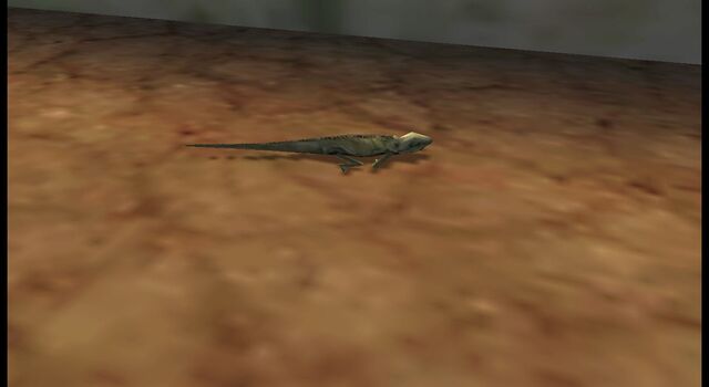 File:Another iguana 27.jpg