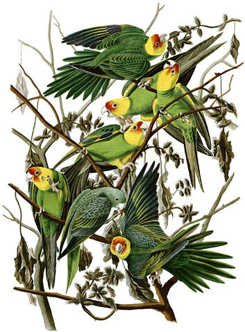 File:Conuropsis carolinensis.jpg