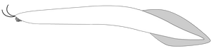 Pikaia