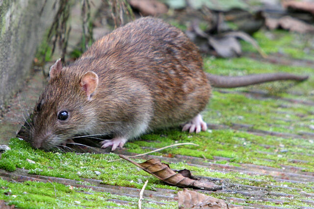 File:Brown rat-1-.jpg