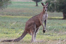 Kangaroo