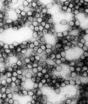 YellowFeverVirus