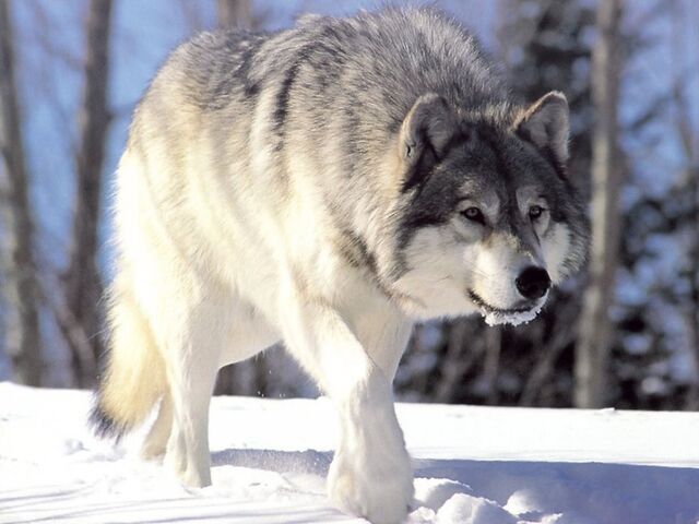 File:Wolf.jpg