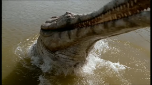 Sarcosuchus
