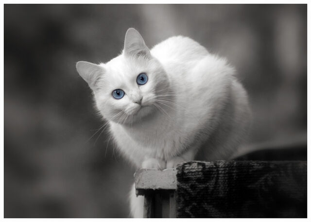 Файл:10064.jpg