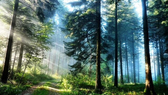 Файл:Pine-forest.jpg