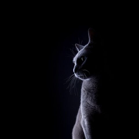 Файл:6fbba847f2.jpg