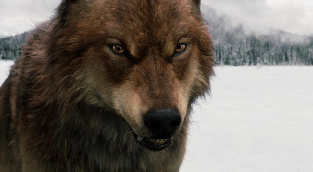 File:Jake wolf.png
