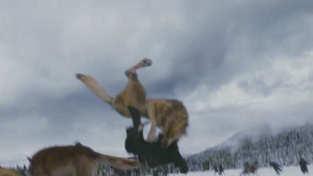 File:Taylor-lautner-wolf-jacob-attacks-twilight-breaking-dawn-2.jpg