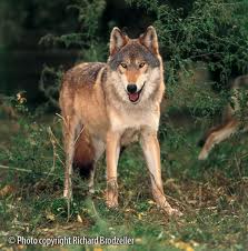 File:Ember in wolf form.jpg