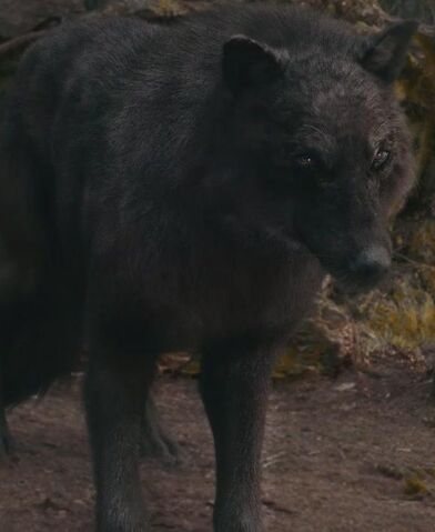 File:Sam s Eclipse Wolf Form by urimaginaryfriend.jpg