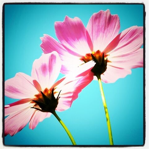 File:Pretty pretty flowers..jpg