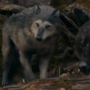 File:Embrycallinwolfform.jpg