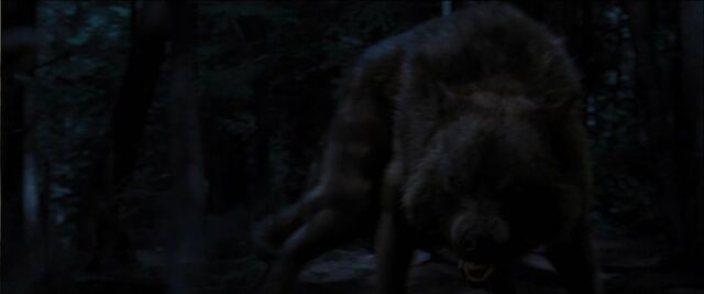 File:Collin-wolf-20015001.jpg