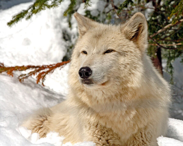 File:Wolf Sethy.jpg