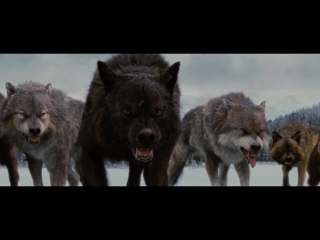 File:Uley Pack bd2.jpg