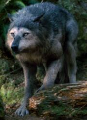 Wolves - Copy (2).jpg