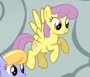 Parasol flies