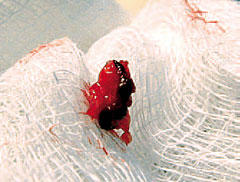 Tainy33 WEB-59.jpg