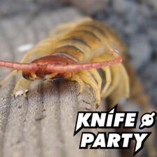 Centipede
