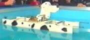 Doggypaddle deluxe