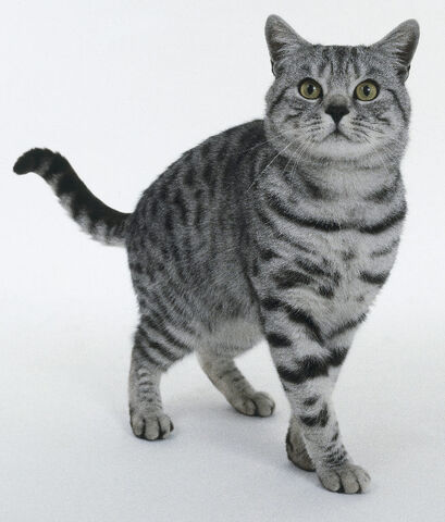 File:Darkstripe.jpg