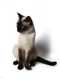 File:Sandypaw.jpg