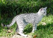 UWCW feathertail