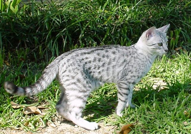 File:UWCW feathertail.jpg