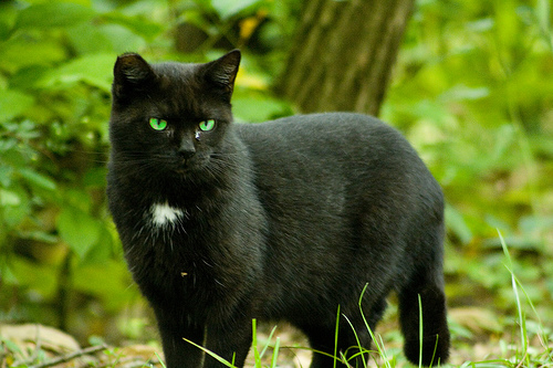 File:OMSCitsRavenpaw.jpg