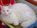 Thumbnail for version as of 20:31, November 19, 2011