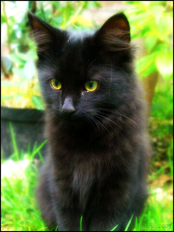 File:UWCW hollyleaf.jpg
