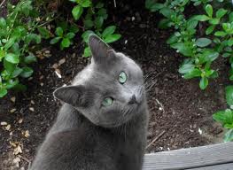 Smokepaw