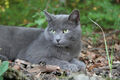 Thumbnail for version as of 20:03, November 20, 2011