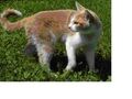 Thumbnail for version as of 17:43, February 19, 2012